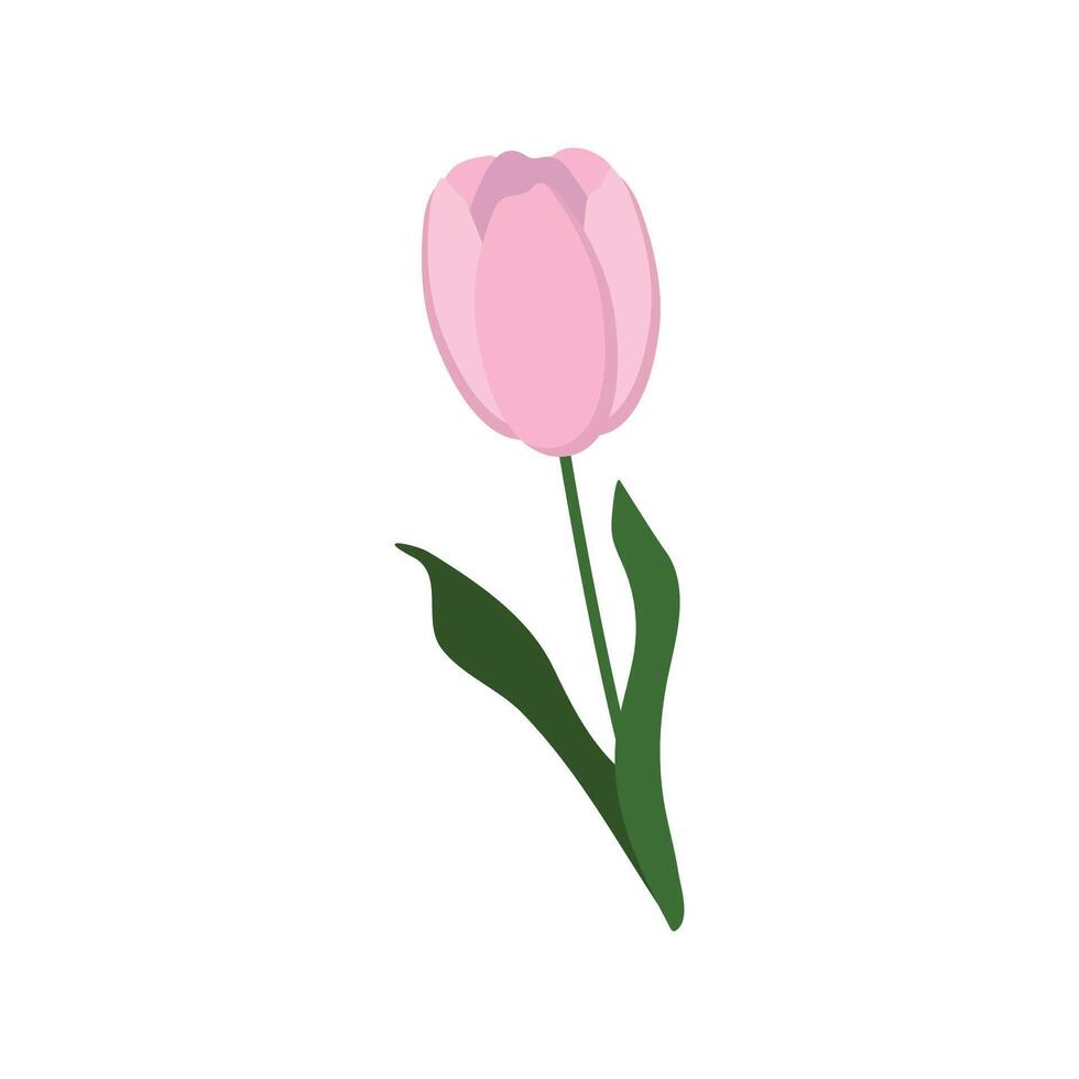 vector illustratie van een roze tulp Aan een wit achtergrond.