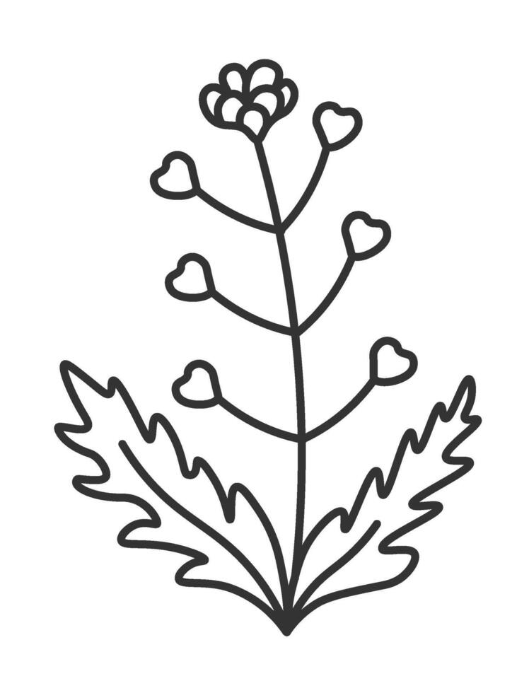 rucola bloeiend, fabriek met bladeren en bloeien vector