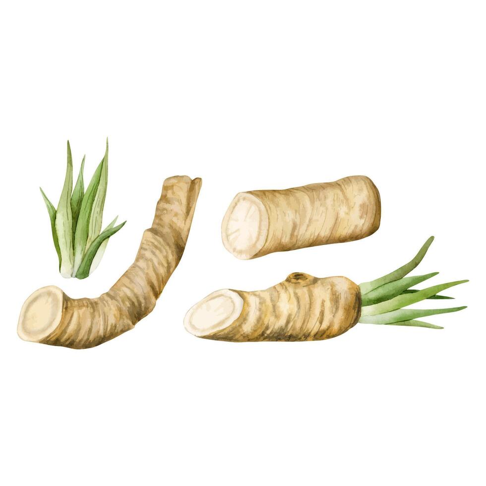 mierikswortel wortels vector illustratie set. botanisch tekening van biologisch groente, rauw plant, vegetarisch voedsel