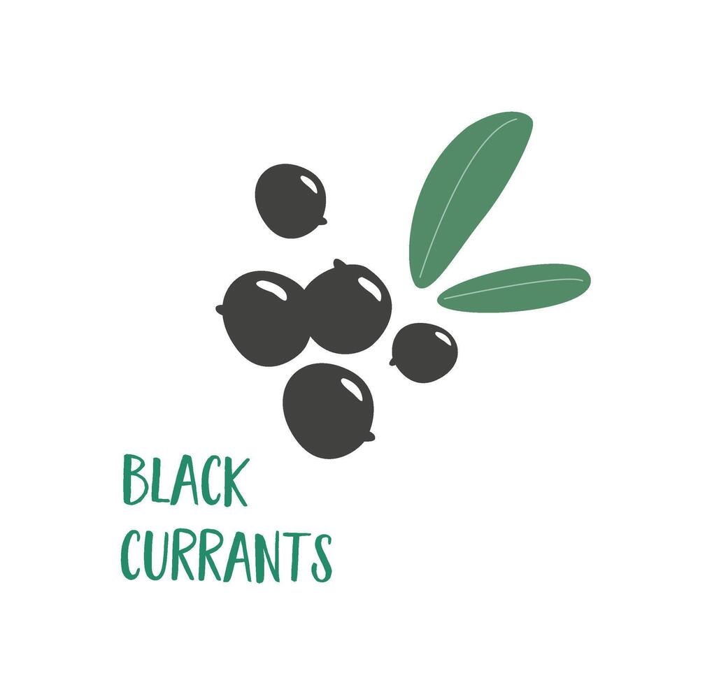 een hand- getrokken zwart krenten Aan een wit achtergrond. bessen met vitamines voor gezond veganistisch eetpatroon. Gaan vegetarisch. fruit voor elke dag. antioxidanten vector