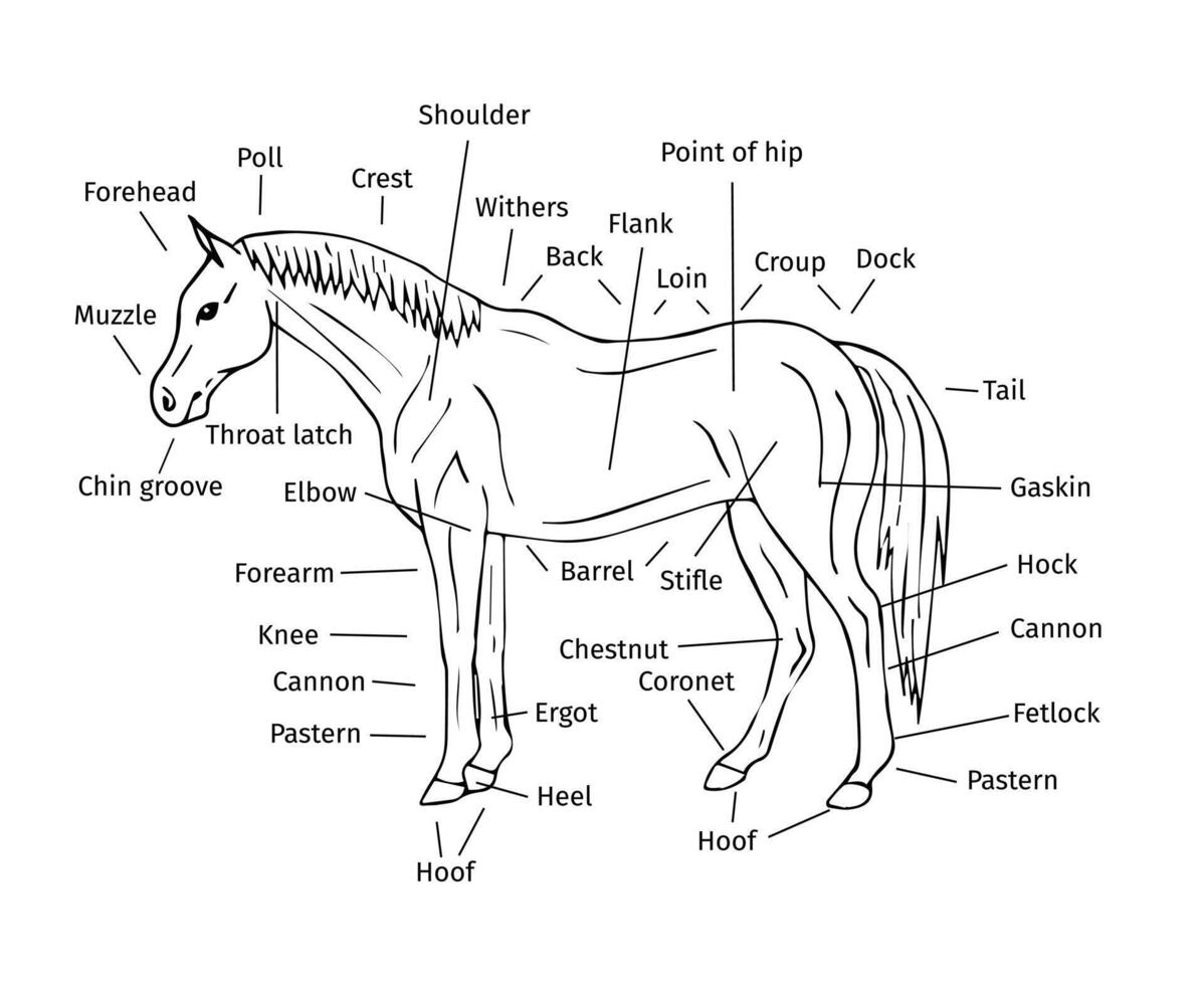 vector info grafisch van paard onderdelen