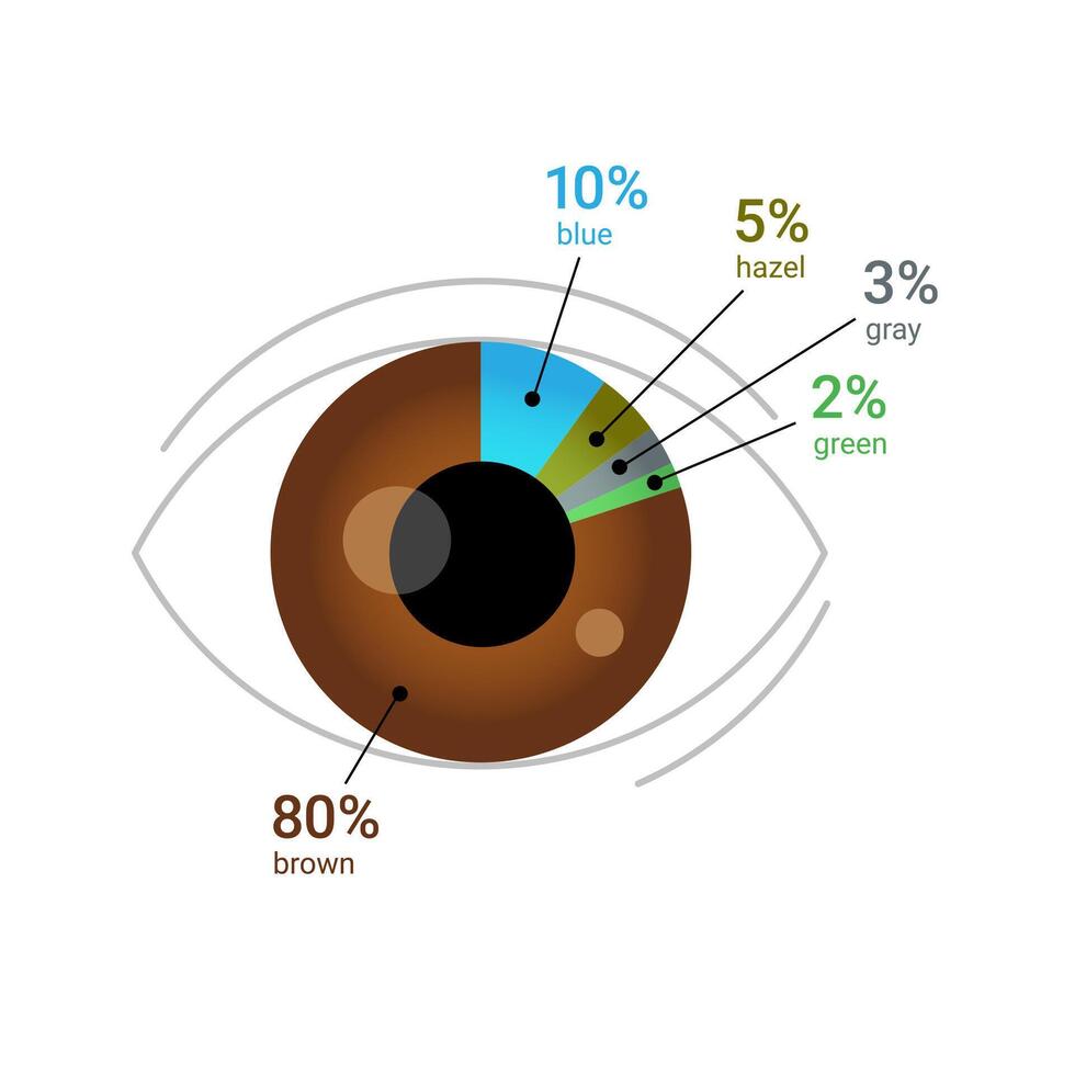 oog kleur percentage aan de overkant de wereldbol. menselijk oog met taart tabel diagram. vlak vector illustratie geïsoleerd Aan wit achtergrond.