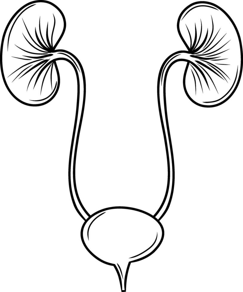 medisch nier- systeem tekening clip art vector