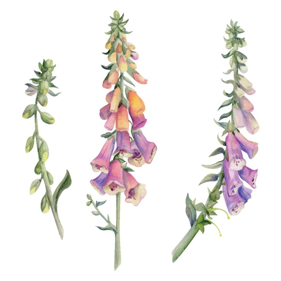 hand- getrokken waterverf illustratie botanisch bloem bladeren. vingerhoedskruid leeuwenbek delphinium lupine baardtong klok fritillaria penstemon. single voorwerp geïsoleerd Aan wit. ontwerp bruiloft liefde kaarten winkel vector