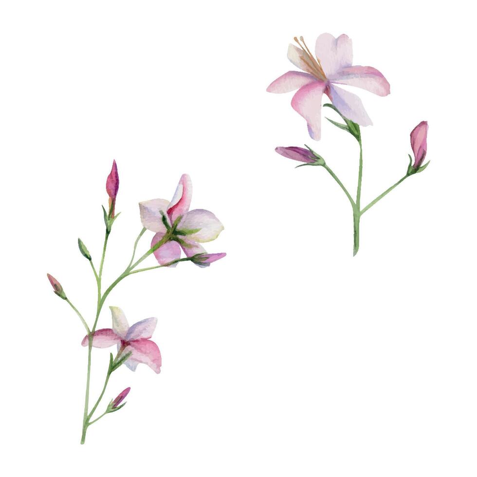 hand- getrokken waterverf illustratie botanisch. clematis Cleome spin anemoon Lobelia impatiens jasmijn, oranje bloem. single voorwerp geïsoleerd Aan wit. ontwerp bruiloft, liefde kaarten, bruid boeket, winkel vector