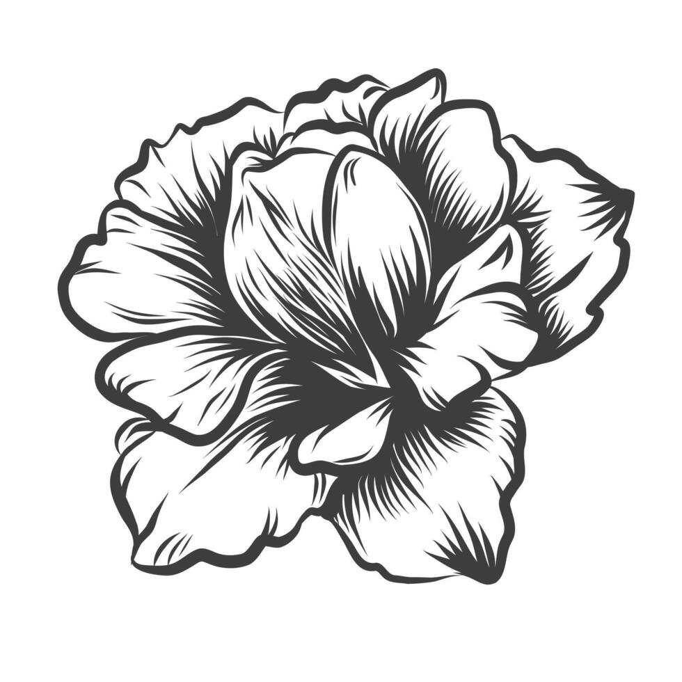 mooi monochroom zwart en wit bloeiend bloem geïsoleerd Aan wit achtergrond. hand- getrokken contour lijnen en slagen. wijnoogst gravure. vector illustratie