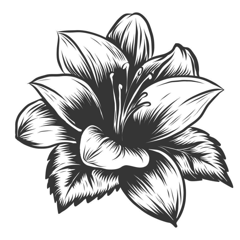 schetsen bloemen bloeiend lelie. hand- getrokken monochroom illustratie van lelie bloem geïsoleerd Aan wit achtergrond. lijn grafisch in gravure stijl. mooi zwart en wit lelie vector