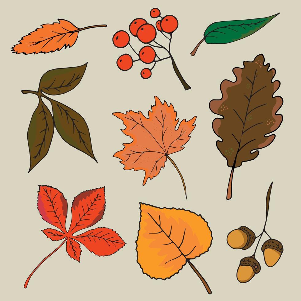 een set herfstbladeren en fruit. vectorillustratie. vector