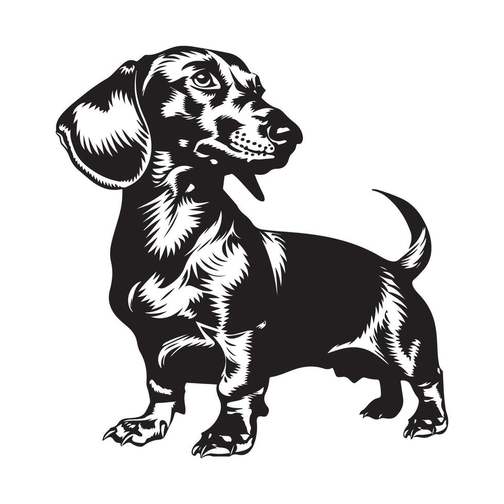 hond hoofd teckel beeld vector , zwart en wit vector beeld
