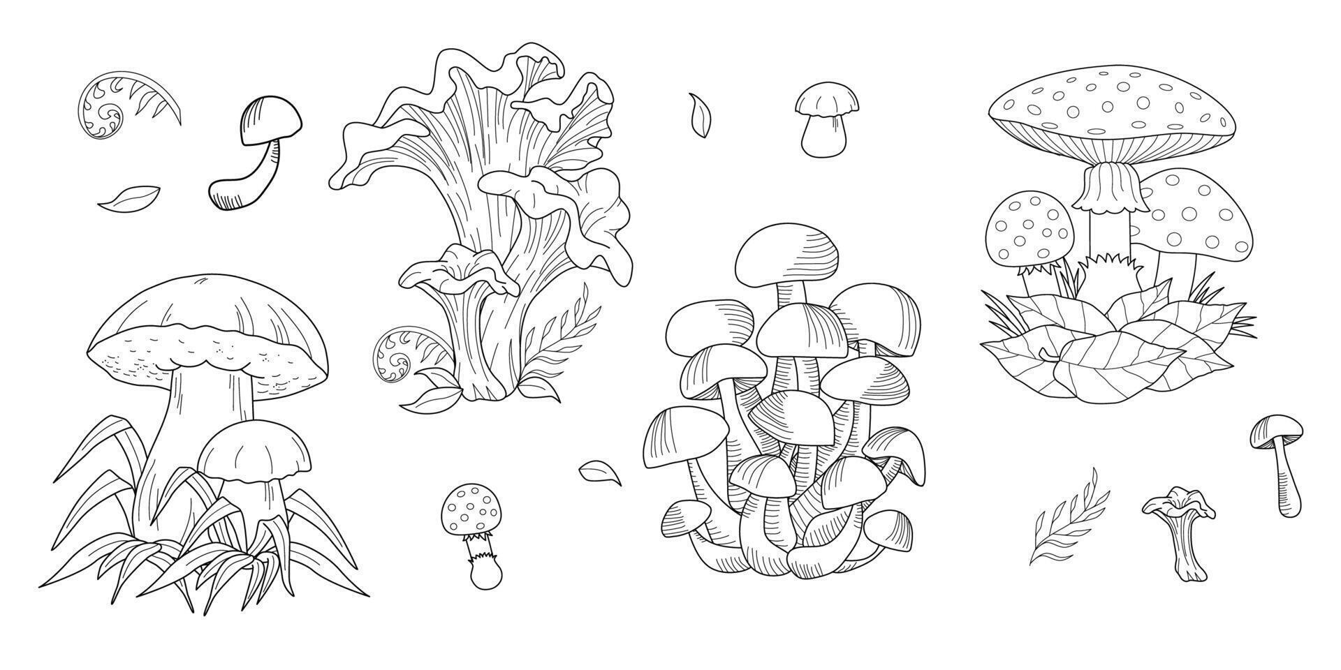 champignons. boleet en chanterelle, oester paddestoelen, wit knop geïsoleerd. vintage. vector