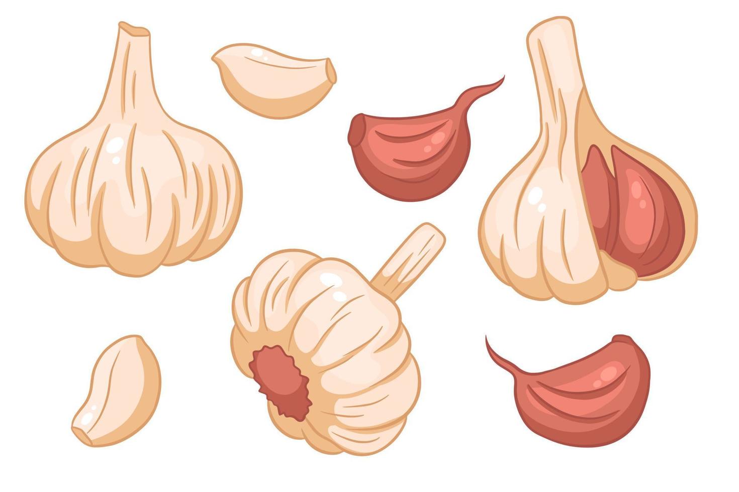 knoflook set. hoofd van knoflook, teentjes, gepeld en gepeld. vector