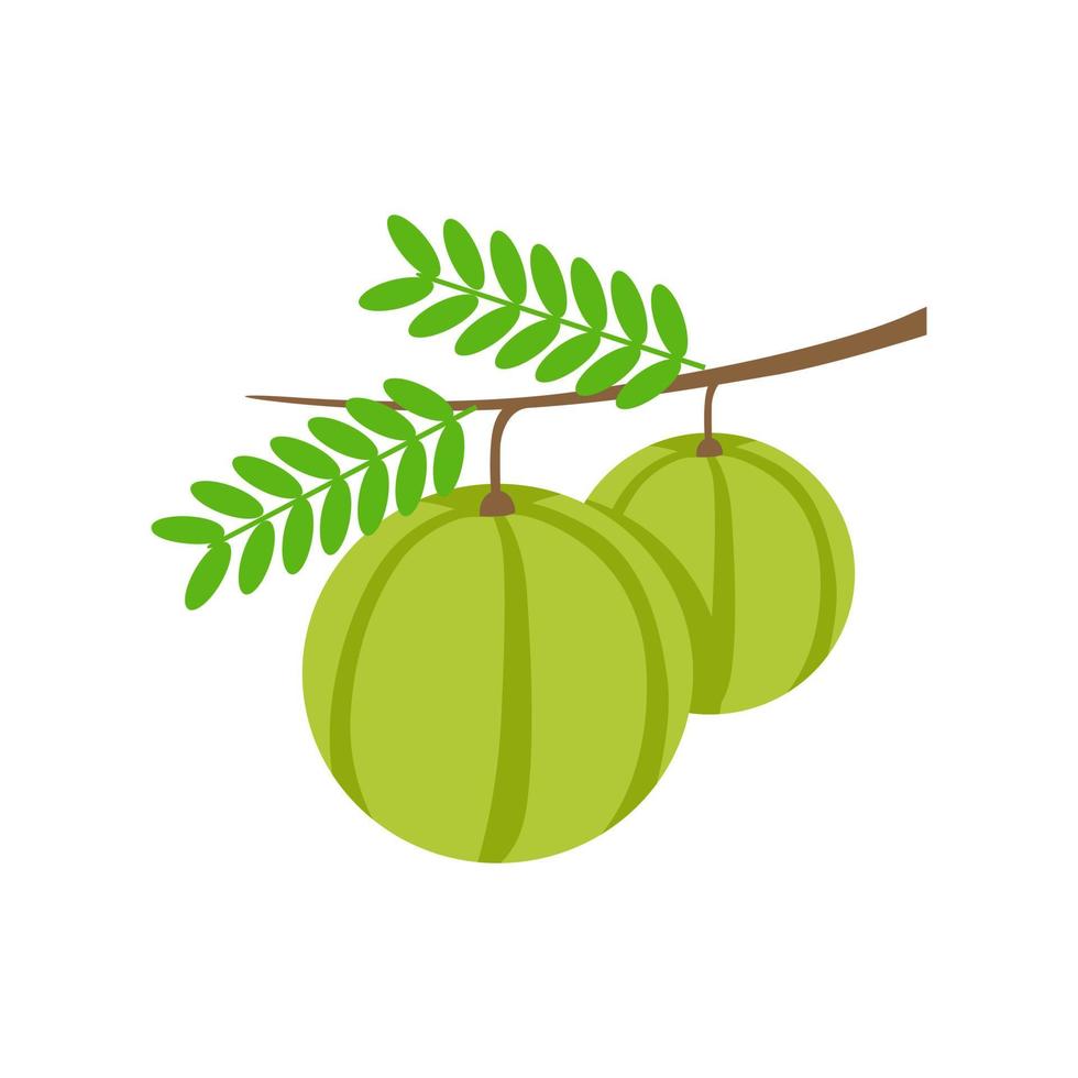 kruisbes ook bekend als amla boom bos vectorillustratie geïsoleerd op een witte achtergrond vector