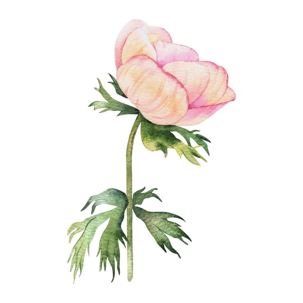 anemoon roos bloem. geïsoleerd hand- getrokken waterverf illustratie. zomer bloemen ontwerp voor bruiloft uitnodigingen, kaarten, textiel, verpakking van goederen. omhulsel papier vector