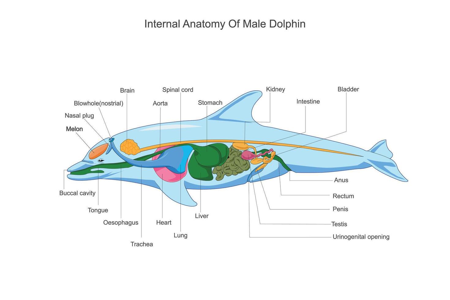 intern anatomie van een mannetje dolfijn. fysiologisch structuur schets diagram.gelabeld leerzaam regeling met binnen organen. zoölogisch vector illustratie.