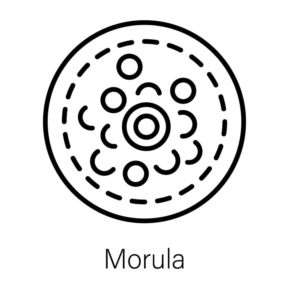 modieus morula concepten vector