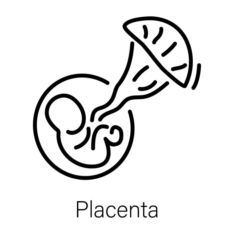 modieus placenta concepten vector