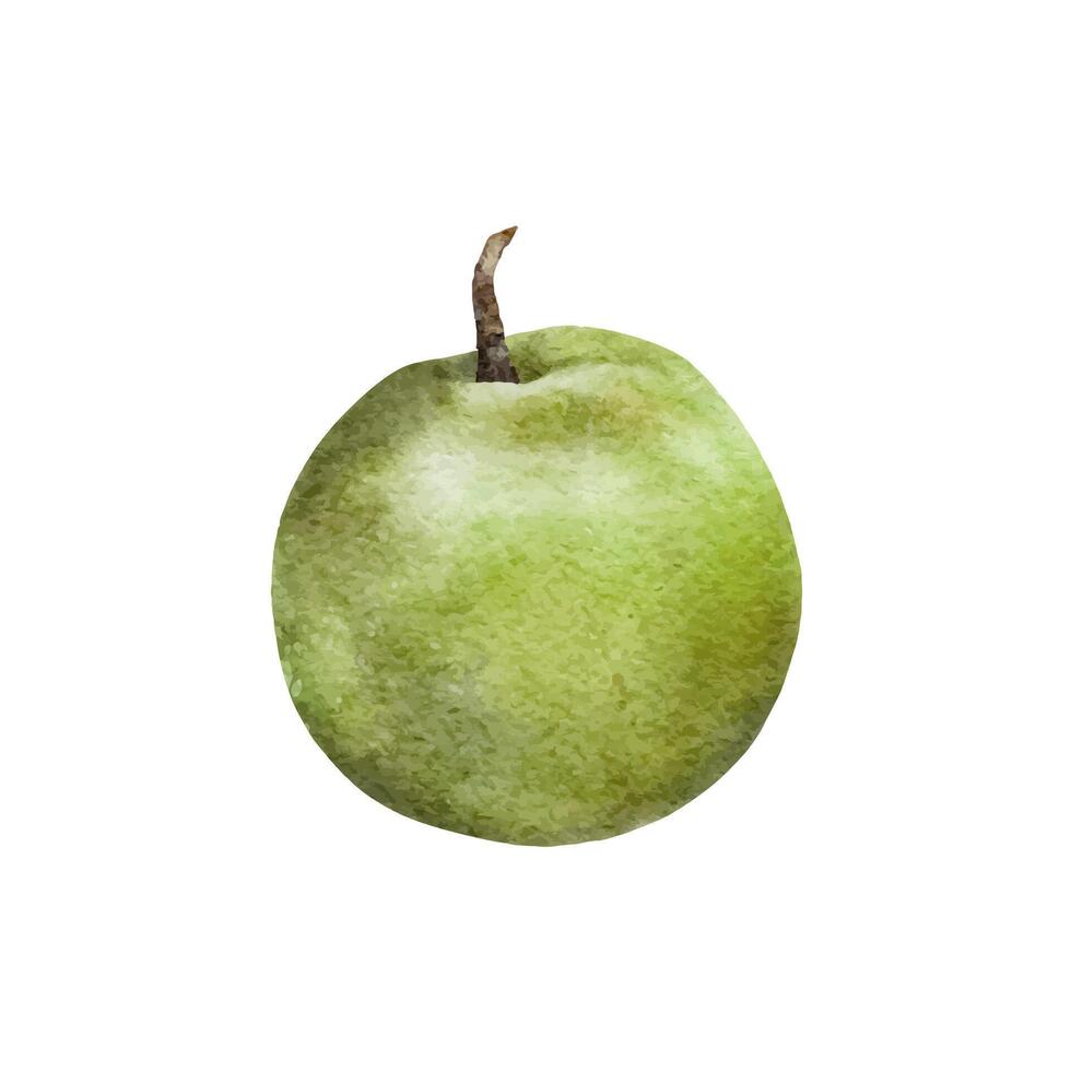 waterverf groen rijp appel. hand- getrokken fruit illustratie voor sap pak, kaart, uitnodiging, tags vector