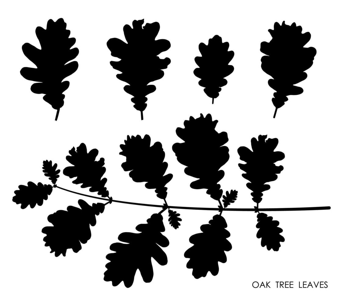 zwart silhouetten van eik bladeren geïsoleerd Aan wit achtergrond. herfst gedaald bladeren van eik boom. vector
