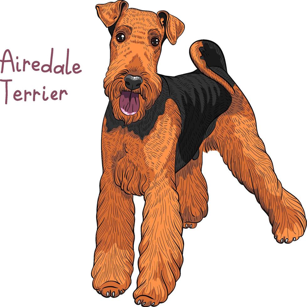 vector schetsen hond airedale terriër ras