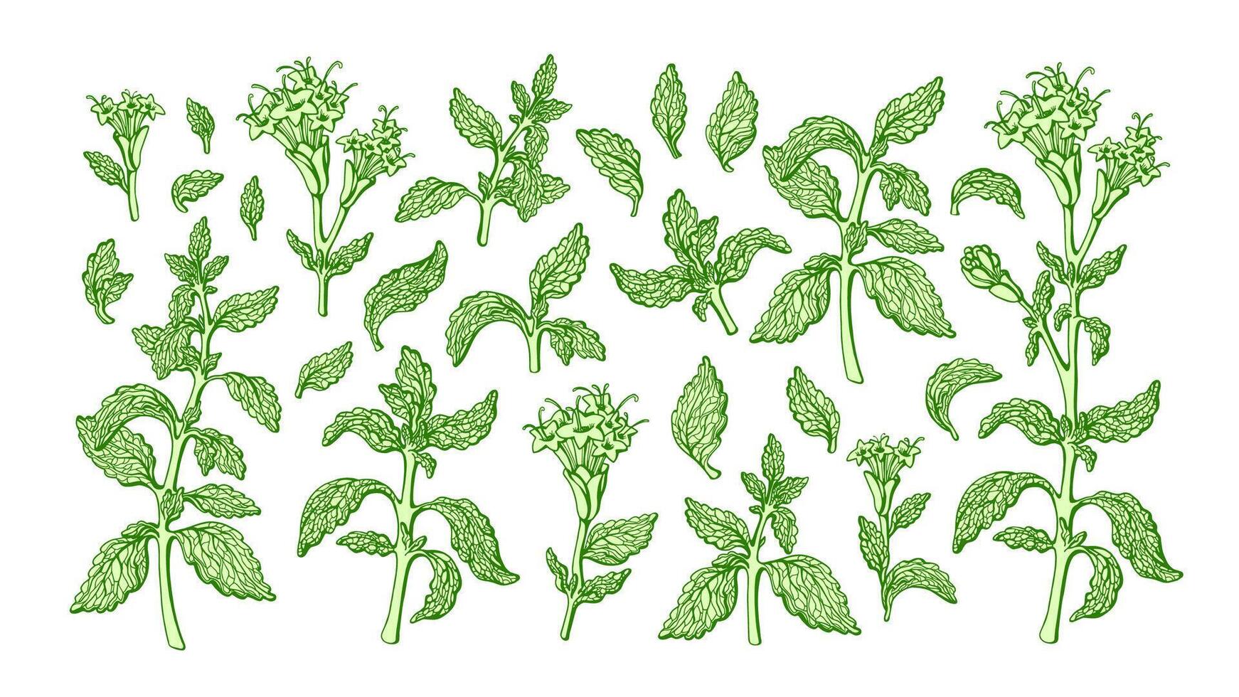 stevia set. vector zoet blad. biologisch alternatief