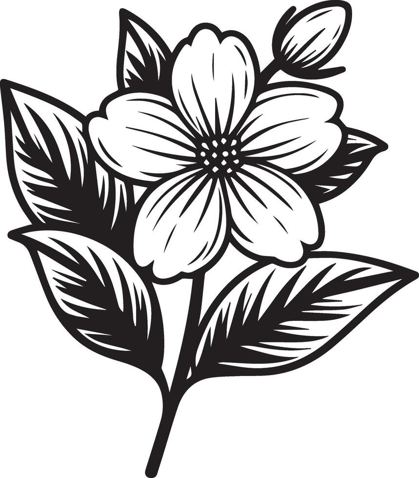 jasmijn bloem schets, mooi botanisch jasmijn bloem patroon, illustratie kleur bladzijde of boek, ster jasmijn bloem tekeningen, bloem schetsen kunst van zwart en wit gegraveerd geïsoleerd Aan wit vector