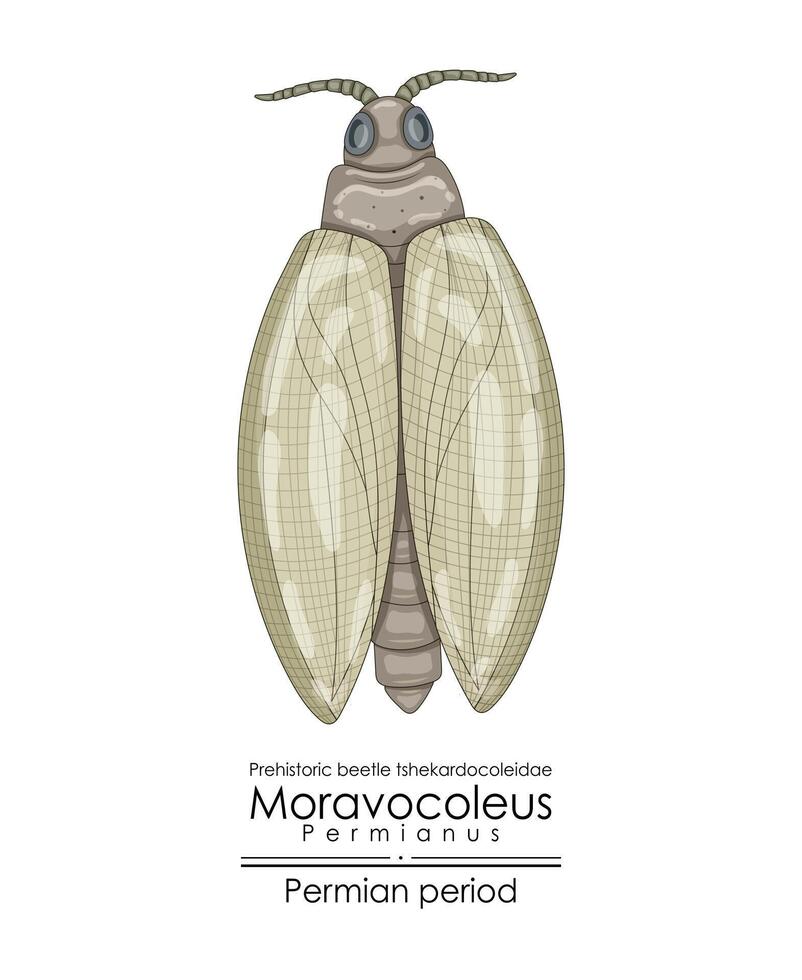 moravocoleus permianus, een Perm periode prehistorisch kever vector