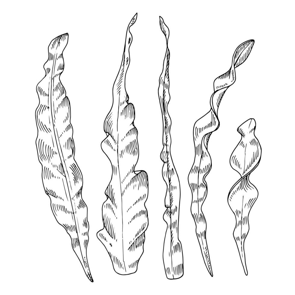 zeewier vector lijn kunst. schets reeks van alg. hand- getrokken zwart en wit grafisch clip art. lineair tekening Aan geïsoleerd achtergrond. onder water planten illustratie. zee onkruid Aan de bodem schetsen