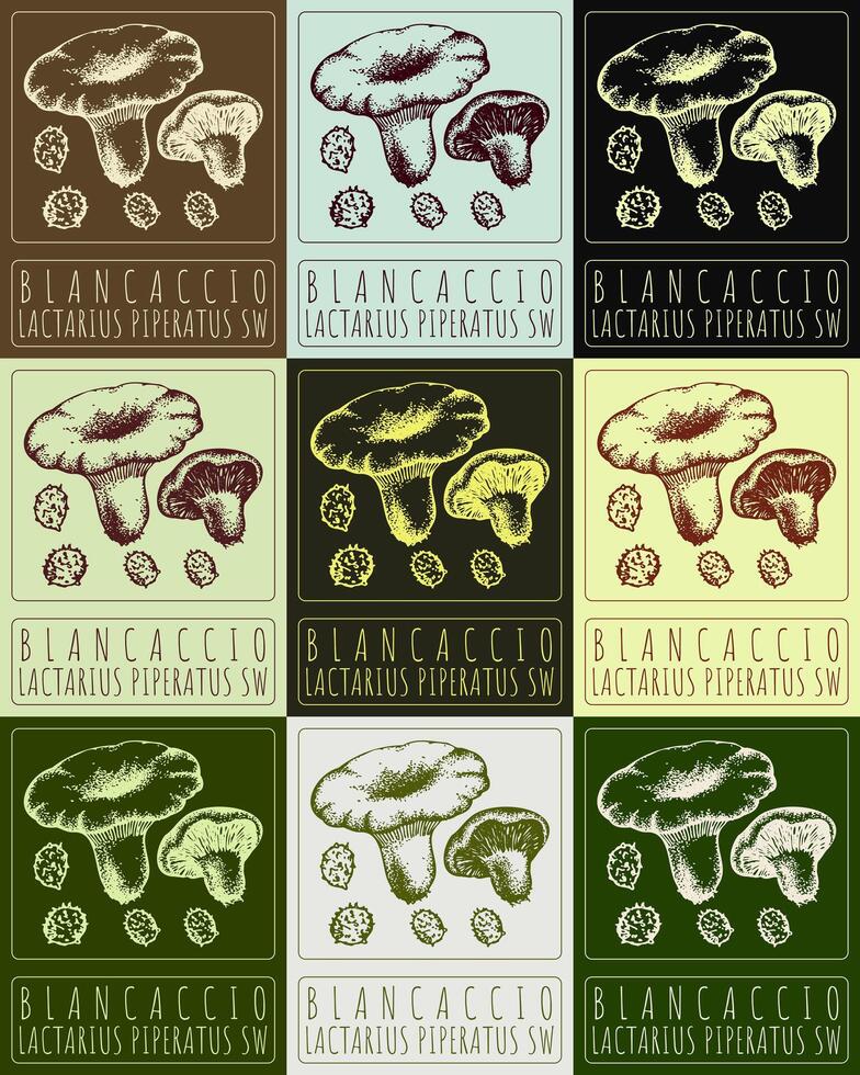 reeks van vector tekening blancaccio in divers kleuren. hand- getrokken illustratie. de Latijns naam is lactarius piperatus zw.