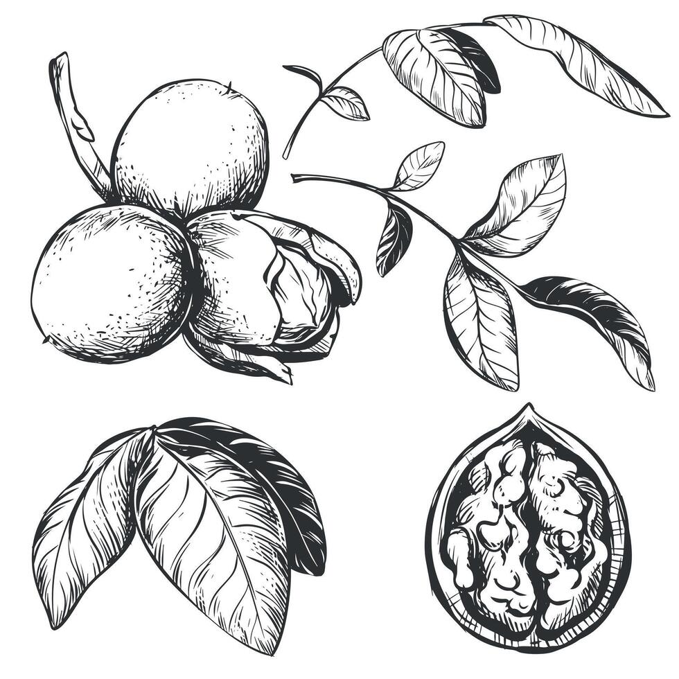 walnoten zijn hand- getrokken. vector illustratie in gravure techniek. ingrediënt voor noot Plakken, boter, nocino likeur. voor verpakking ontwerp. lineair inkt tekening.