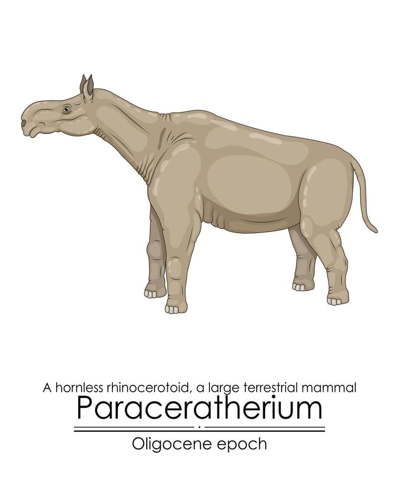 paraceratherium, een hoornloos neushoorn, een groot terrestrisch zoogdier vector