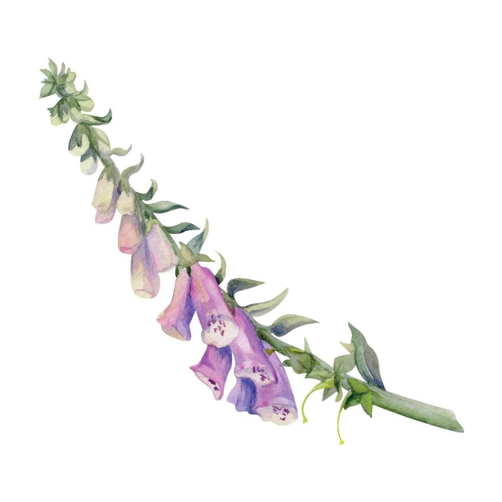 hand- getrokken waterverf illustratie botanisch bloem bladeren. vingerhoedskruid leeuwenbek delphinium lupine baardtong klok fritillaria penstemon. single voorwerp geïsoleerd Aan wit. ontwerp bruiloft liefde kaarten winkel vector