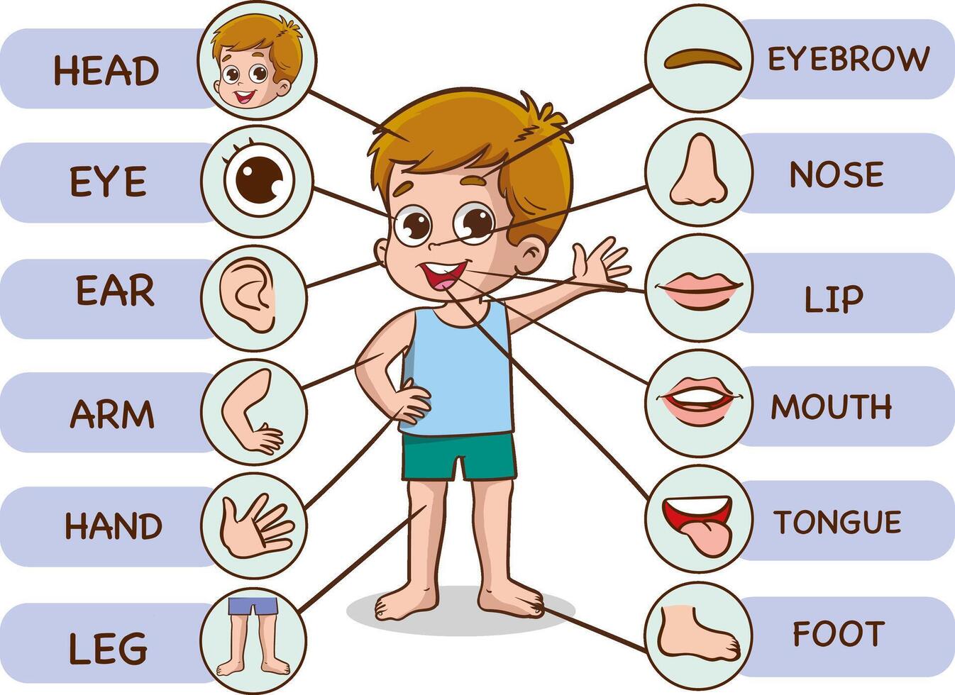 vector illustratie van menselijk lichaam.kleuterschool onderwijs poster met jong jongen anatomie