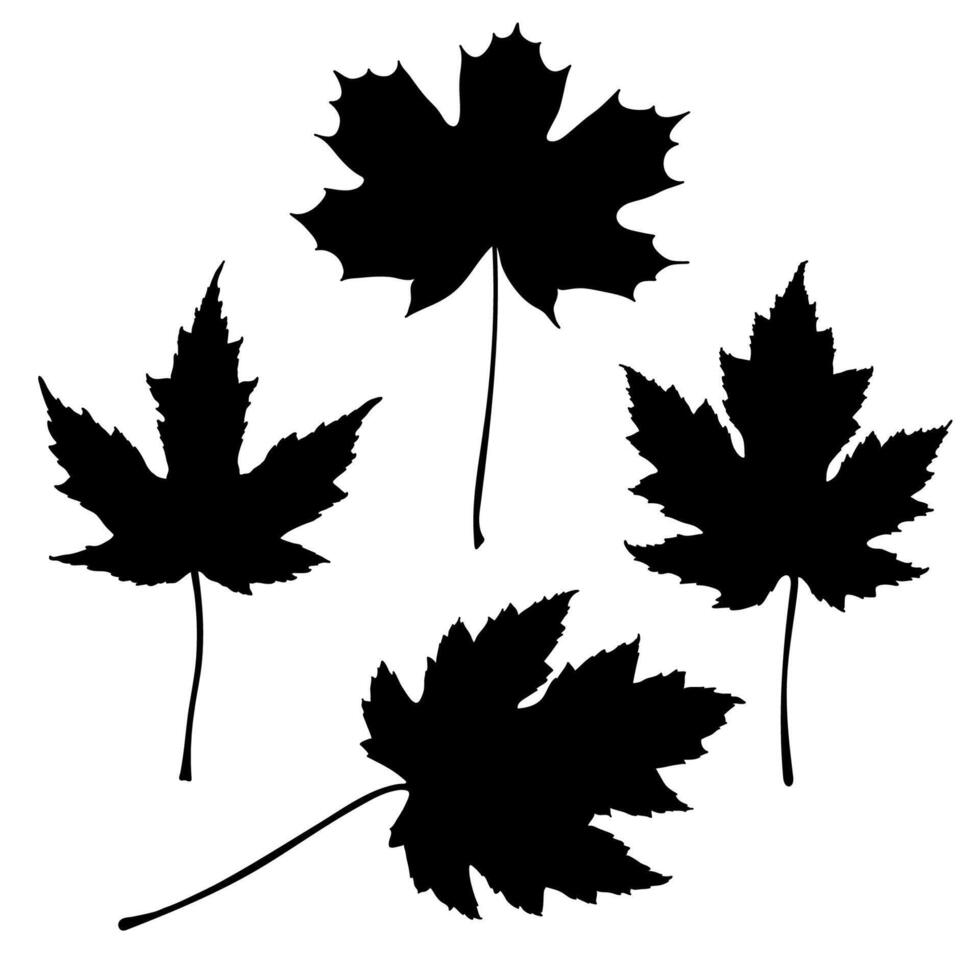 esdoorn- boom blad silhouetten vector