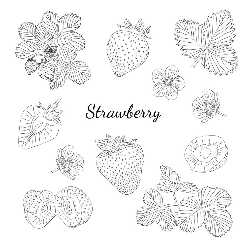 vector illustratie van aardbeien, hand getekend. een schetsen van aardbeien. vector illustratie. zwart en wit.