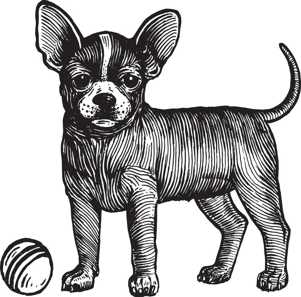 chihuahua, een hond met een bal, illustratie. wijnoogst grafiek en handwerk. de hond staat in de buurt de bal en wil naar Speel met het. verzameling van huisdieren. vector