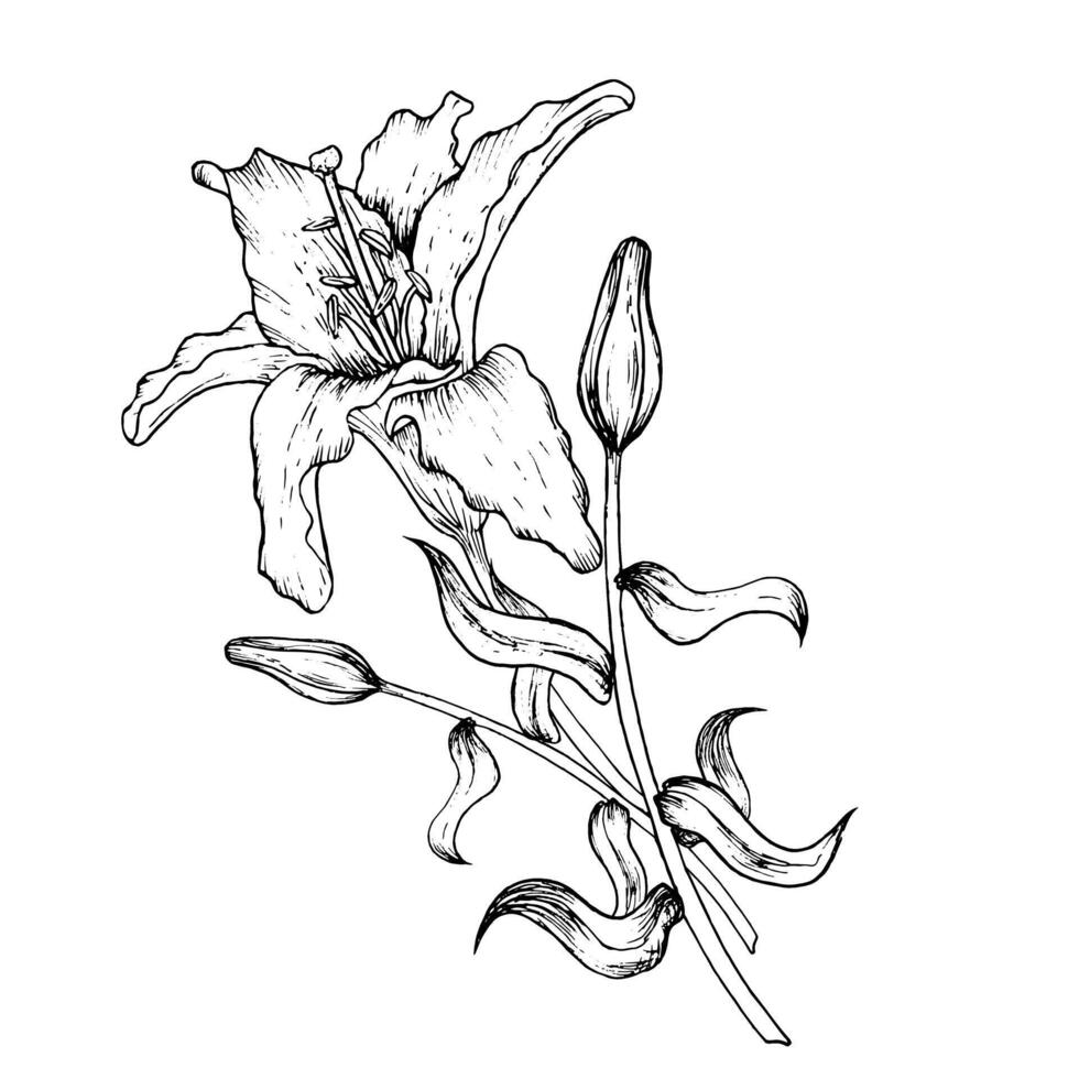 grafisch illustratie van bloemknoppen en bloemblaadjes van een lelie. zwart en wit hand- tekening. vector