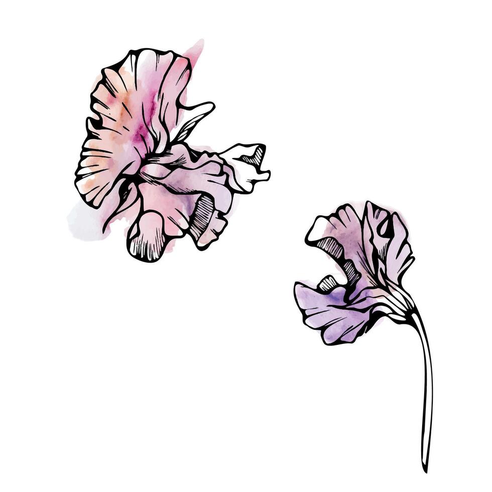 hand- getrokken waterverf inkt illustratie botanisch bloemen bladeren. zoet eeuwigdurend erwt, wikke winde peulvrucht ranken. single element geïsoleerd wit achtergrond. ontwerp bruiloft, kaarten, bloemen winkel vector