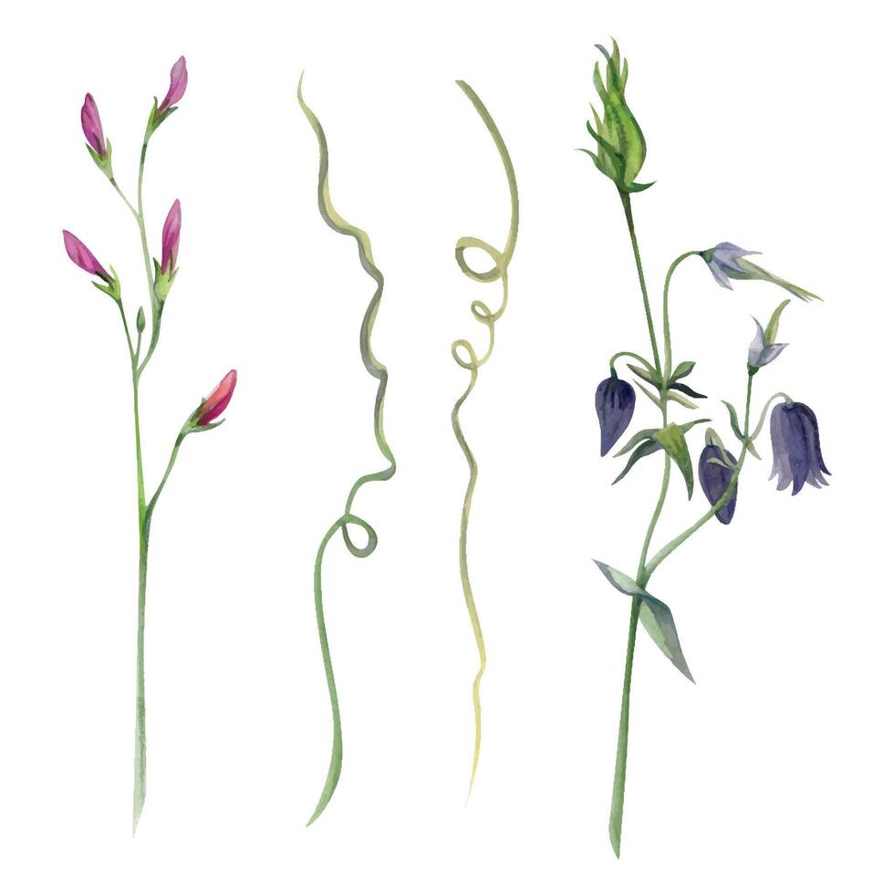 hand- getrokken waterverf illustratie botanisch. clematis Cleome spin anemoon Lobelia impatiens jasmijn, oranje bloem. single voorwerp geïsoleerd Aan wit. ontwerp bruiloft, liefde kaarten, bruid boeket, winkel vector