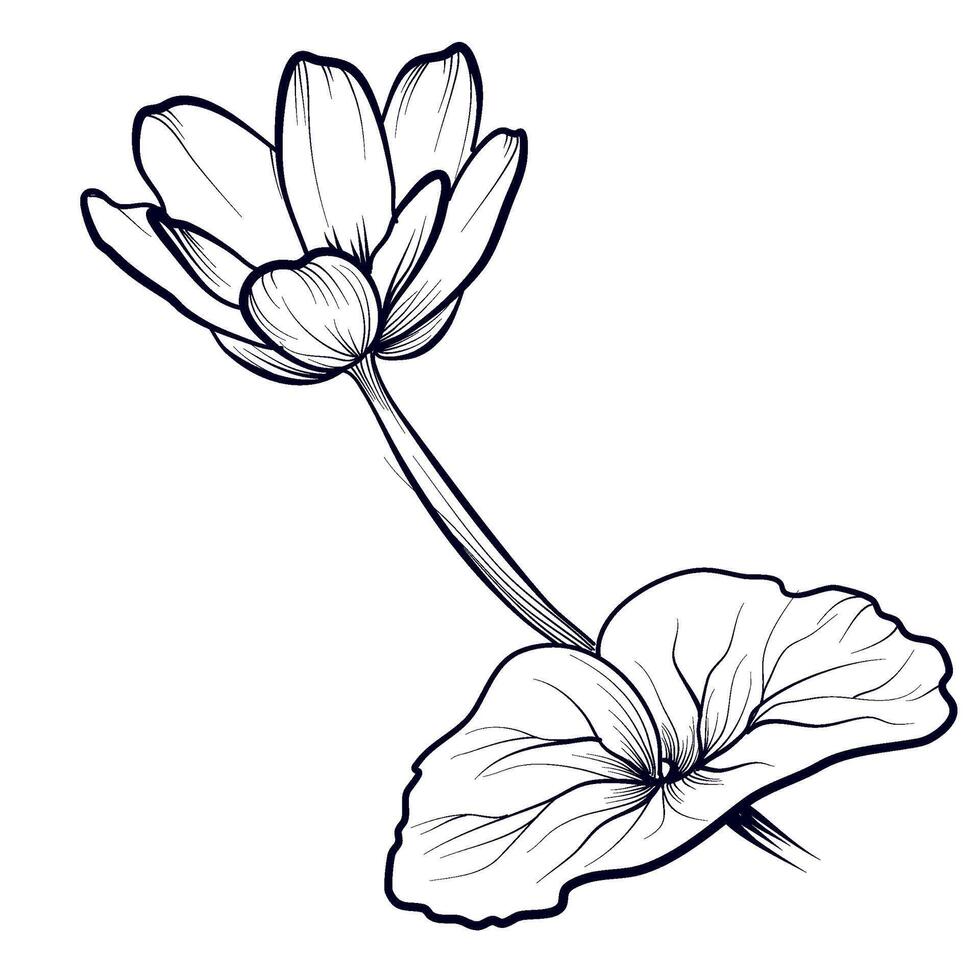 bloem van een bloeiend boterbloem bloem illustratie vector
