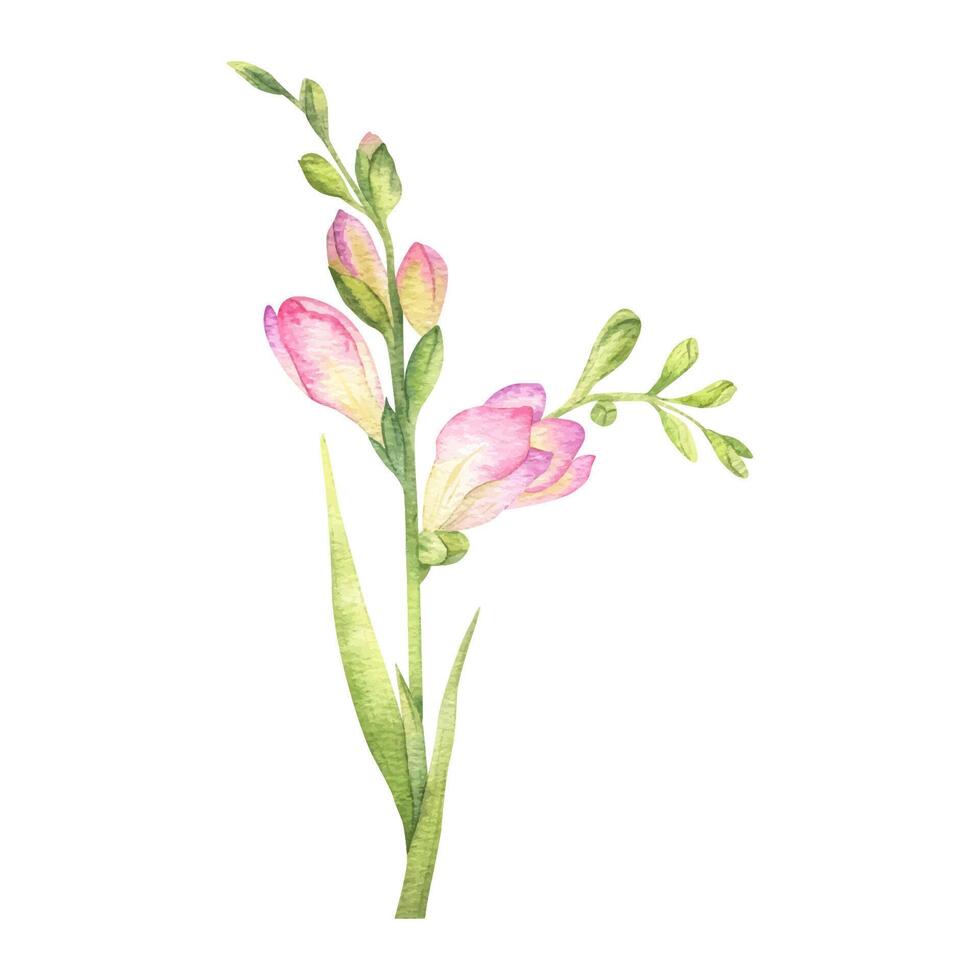 roze freesia bloemen, bloemknoppen en bladeren. tuin bloemen. geïsoleerd hand- getrokken waterverf illustratie. zomer bloemen ontwerp voor bruiloft uitnodigingen, kaarten, textiel, verpakking van goederen. omhulsel papier vector