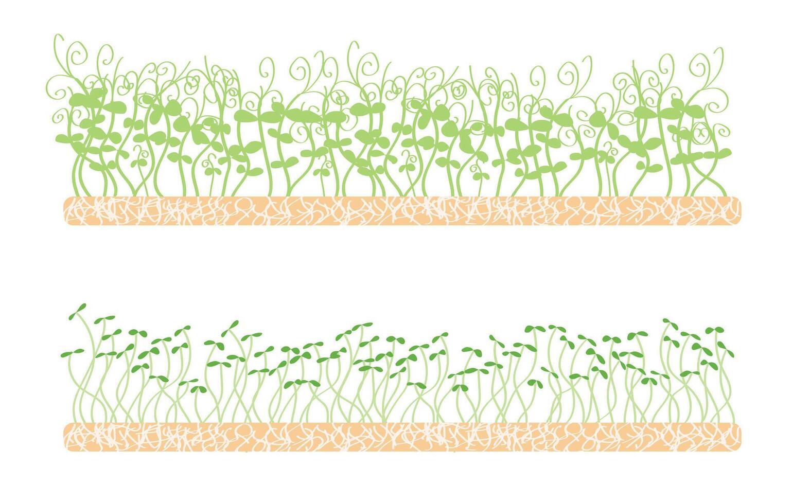 vers jong microgreens Aan een linnen mat. divers gekiemd granen bieten, radijs, broccoli, amarant, erwten, maïs, luzerne, waterkers, shungiku, rood kool en jong bladeren, gezond voedsel hand- getrokken vector