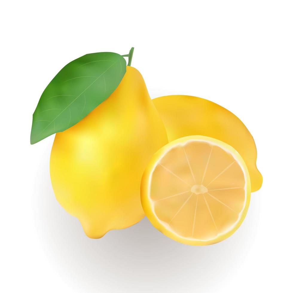 citroen fruit vector realistisch