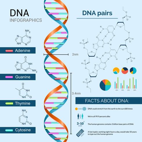 dna infographics set vector