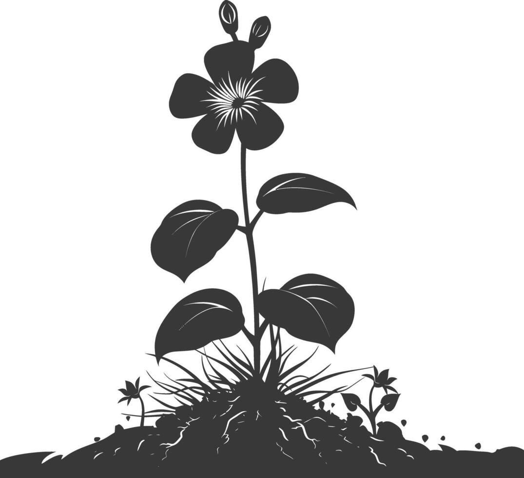 silhouet maagdenpalm bloem in de grond zwart kleur enkel en alleen vector