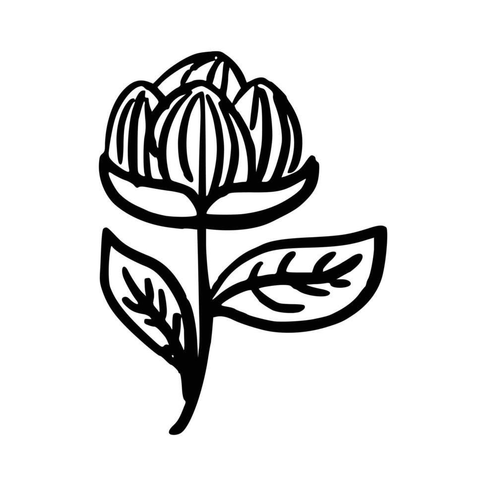 hand getekend bloem. botanisch element vector