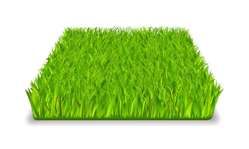 groen gras vector