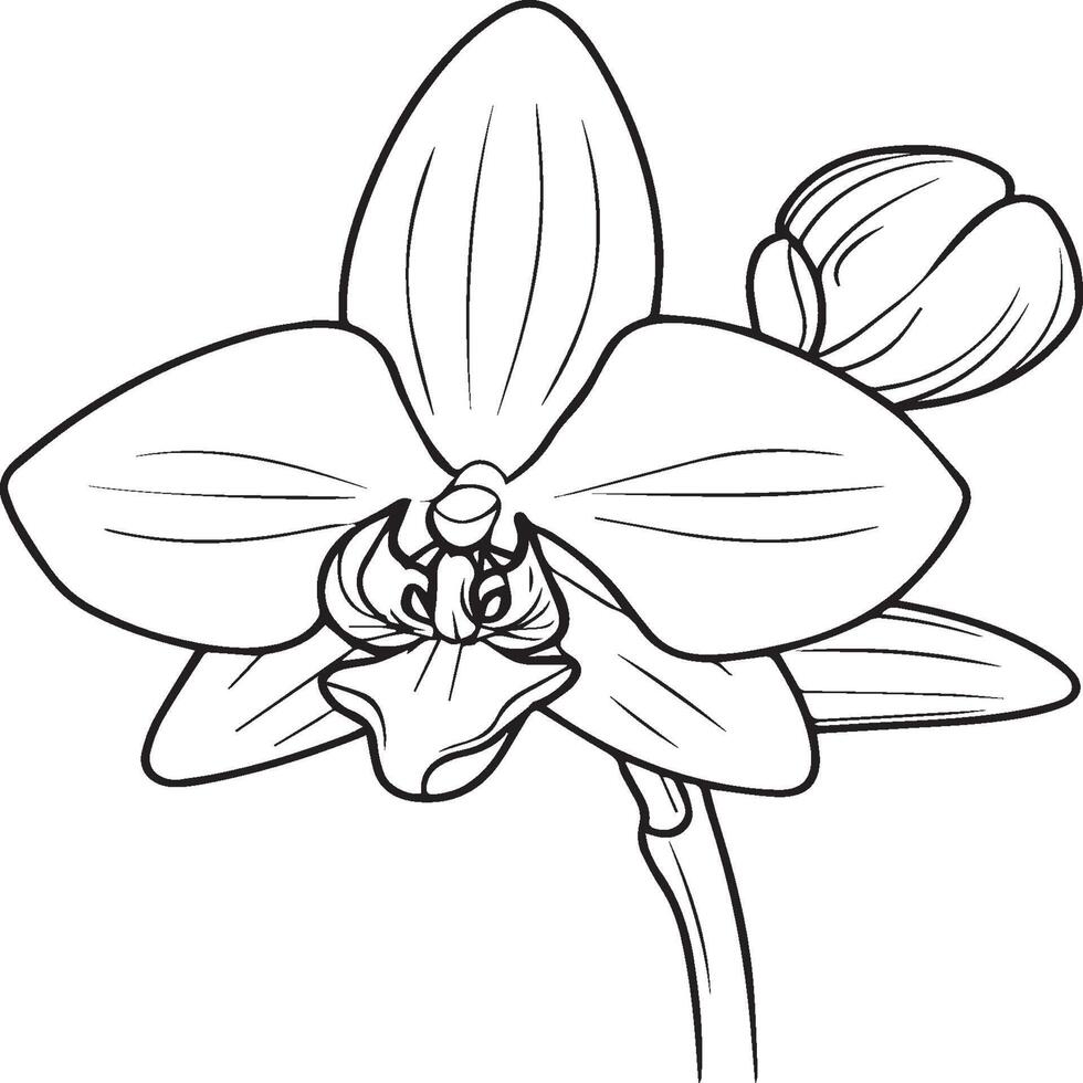 orchidee bloem kleur Pagina's. orchidee bloem schets voor kleur boek vector