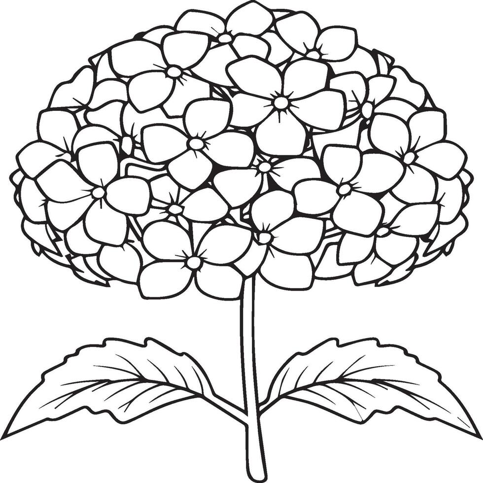 hortensia kleur Pagina's. hortensia bloem schets voor kleur boek vector