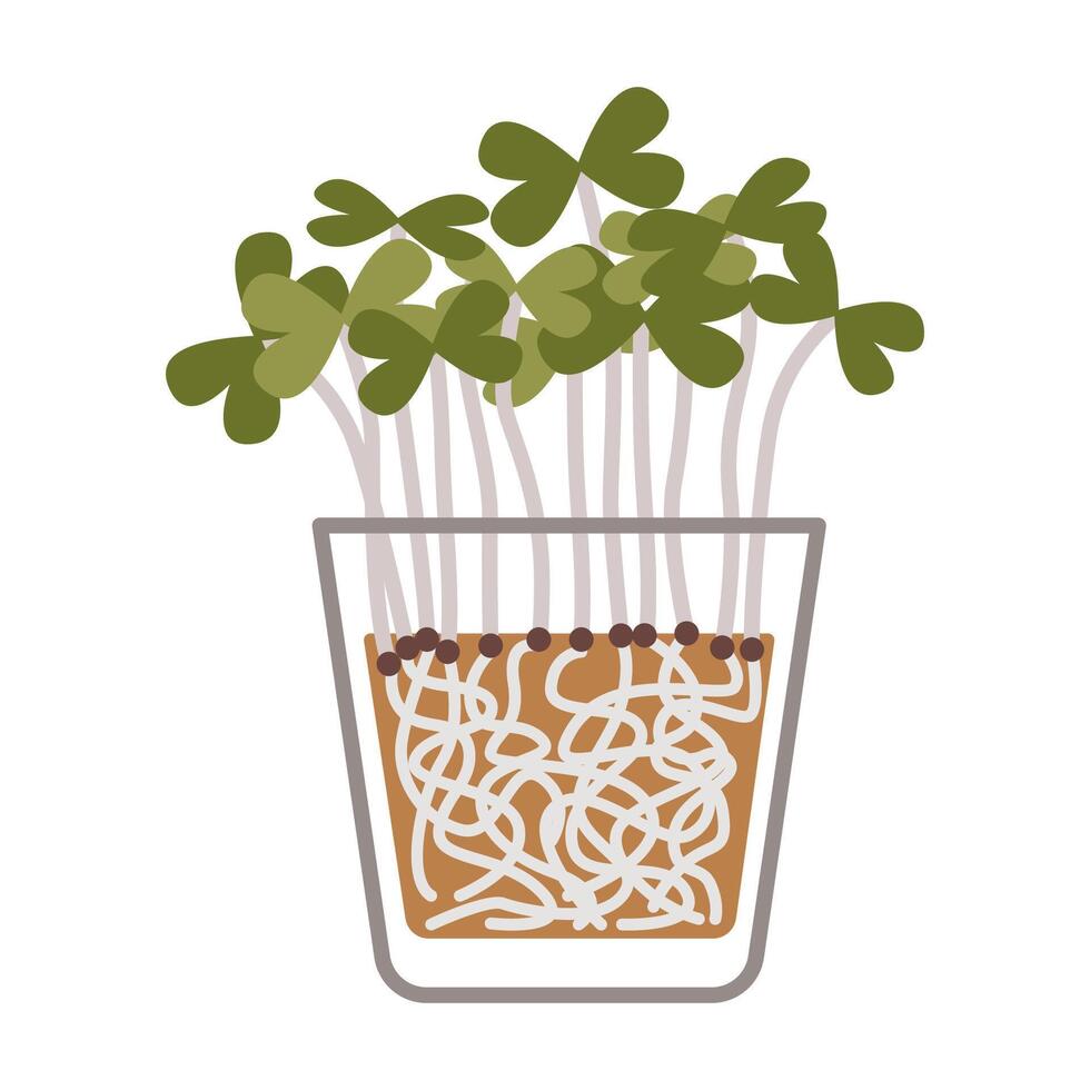 rucola microgreens in een container, gezond voedsel spruiten, tekenfilm stijl. modieus modern illustratie geïsoleerd Aan wit achtergrond, hand- getrokken, vlak ontwerp vector
