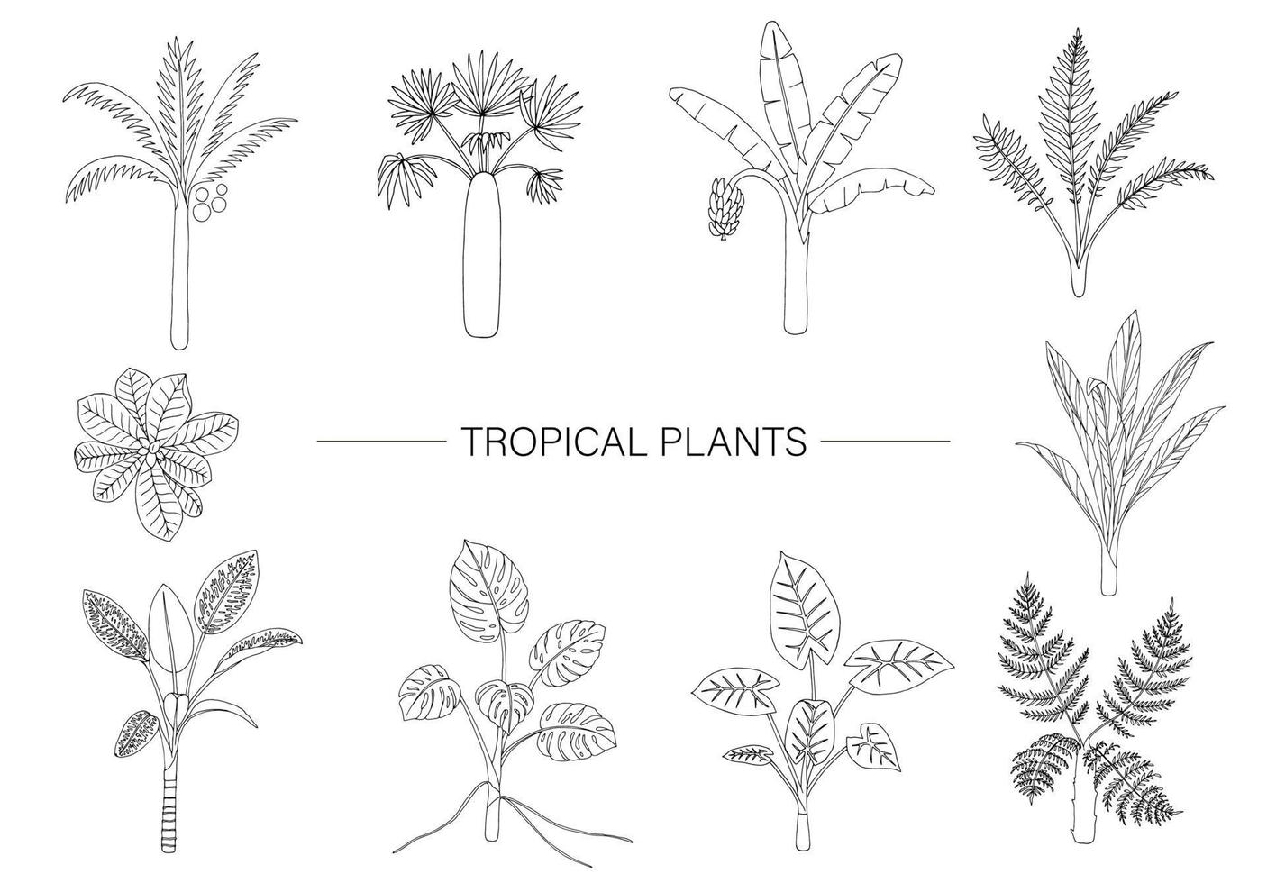 vector set van tropische planten. lijntekening van jungle gebladerte. handgetekende palmboom, banaan, monstera, dieffenbachia, terminalia, varens, alocasia, cordyline. thuis tropische illustraties geïsoleerd op wit